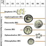 Coral zones in the British Lower Carboniferous.