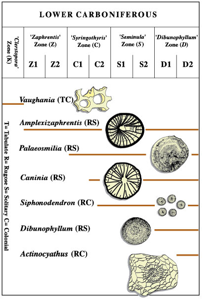 Coral zones in the British Lower Carboniferous.