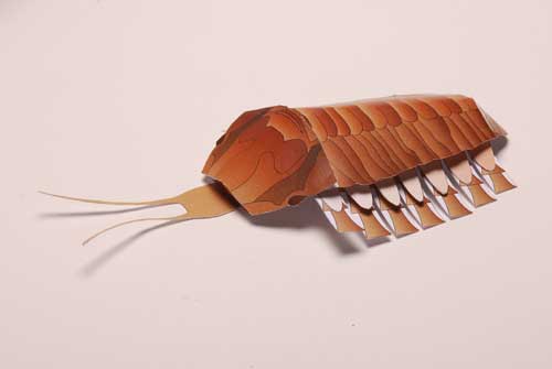 Completed trilobite model.