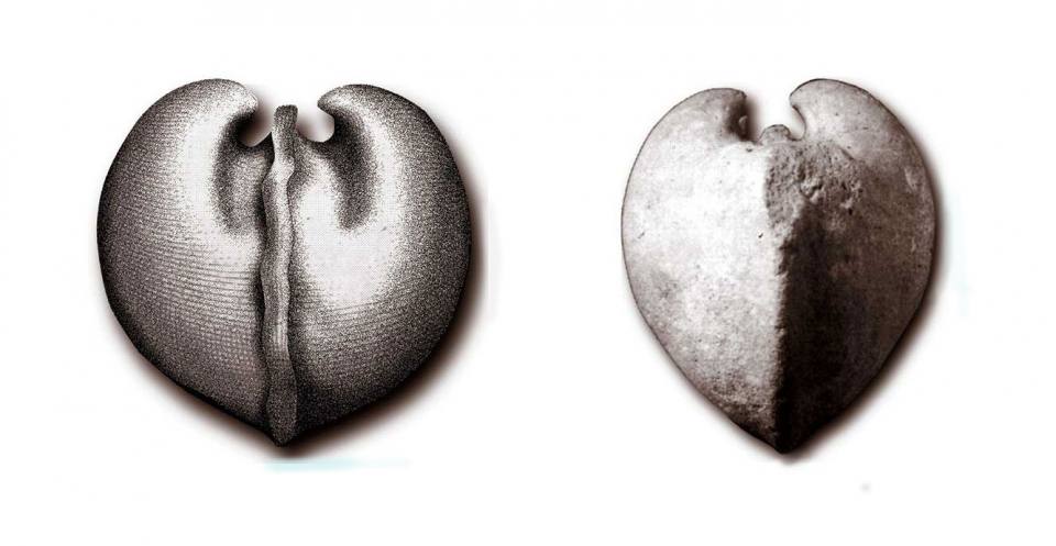 "Bull’s heart" (left); The bivalve Protocardia (right).