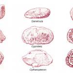 With the exception of Conchoecia (a myodocopid), all the ostracods on the diagram above are podocopids; lengths vary from 0.7 to 1 mm.