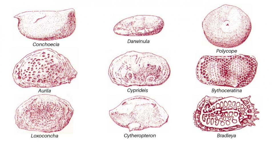 With the exception of Conchoecia (a myodocopid), all the ostracods on the diagram above are podocopids; lengths vary from 0.7 to 1 mm.