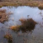 Surface pool in peat wetland at Wybunbury Moss, Cheshire.