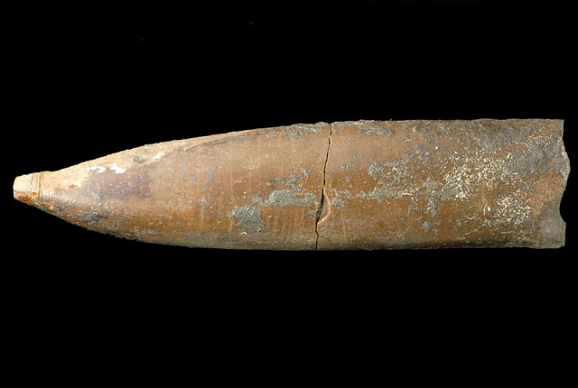 belemnite p521001