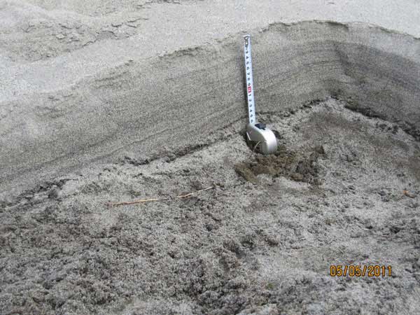Sand laid down by the 2011 tsunami. (Photo Dave Tappin)