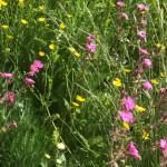 Wildflower meadow at BGS Keyworth campus