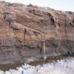 Peat layers in a road cutting