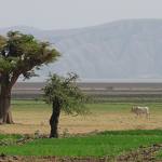 Africa landscape. BGS © NERC