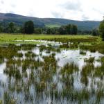 Floodplain wetland, Eddleston