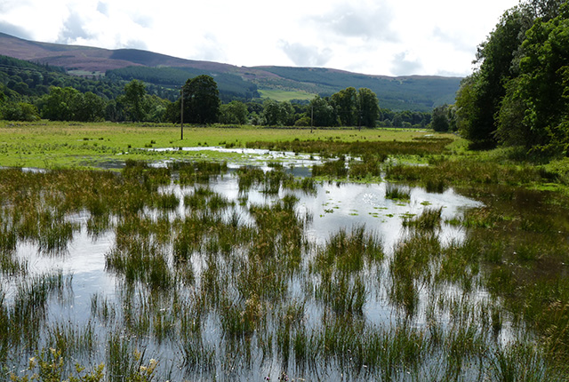 Floodplain wetland, Eddleston