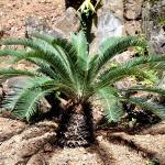 A cycad plant with a cone-shaped, brownish trunk with long green leaves sprouting from the top