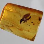 A small, black fly trapped in orange-coloured, rectangular piece of amber