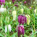 Purple and white fritallaru flowers, shaped like bells, amongst green grass
