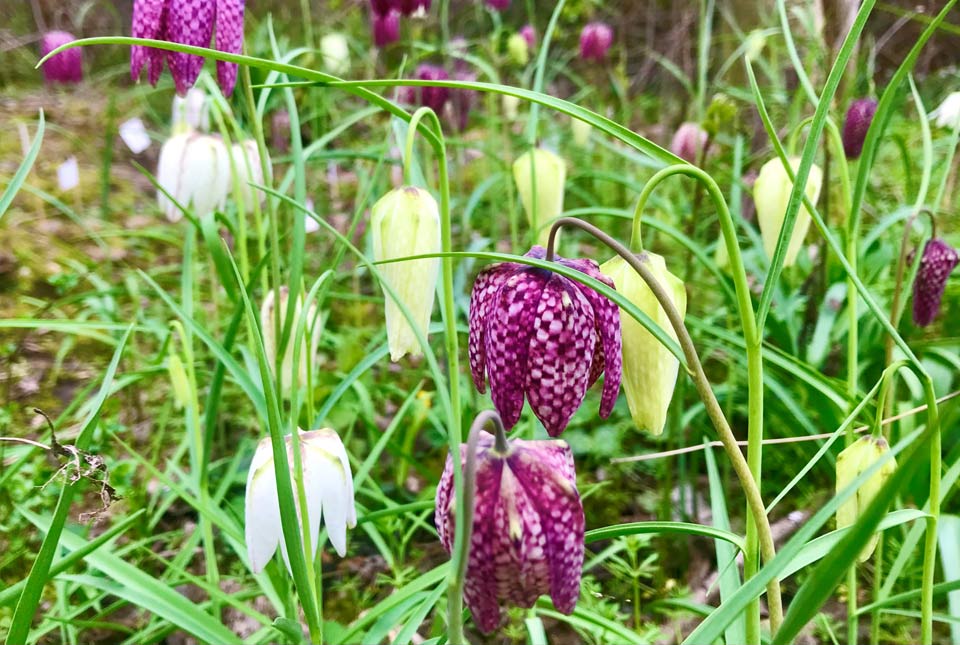 Purple and white fritallaru flowers, shaped like bells, amongst green grass
