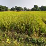 A field filed with green stems of wheat with trees in the background