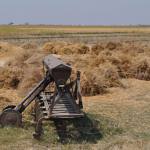 Wooden farming equipment beside a field full of yellow bales ofdry, recently harvested crops