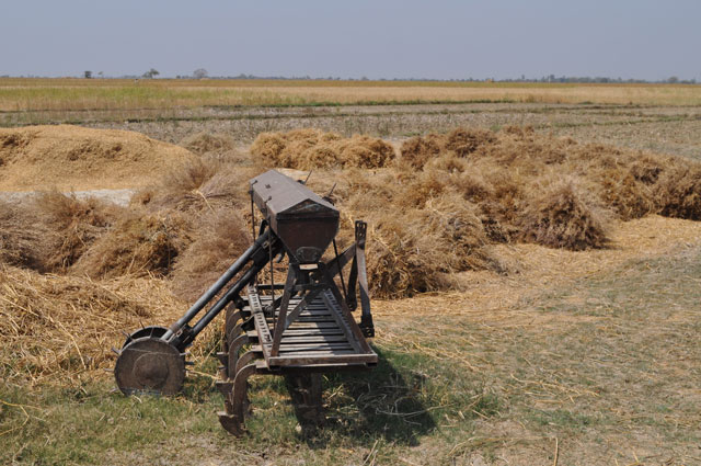 Wooden farming equipment beside a field full of yellow bales ofdry, recently harvested crops