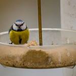 A small blue and yellow bird, a blue tit, using a clear, plastic feeder filled with yellowish seeds