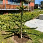 A very small monkey puzzle tree, freshly planted at the BGS Keyworth site