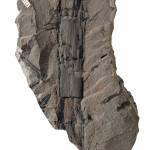 Grey piece of rock showing a fossilied stem of a horsetail plant