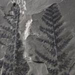 Fossilised fern