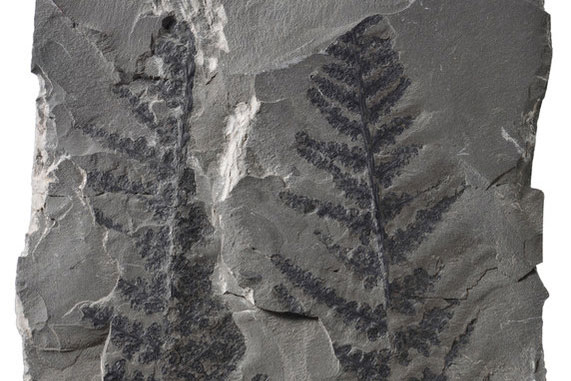 Fossilised fern