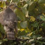 A large grey bird of prey, a sparrowhawk, sits in a green-leave tree