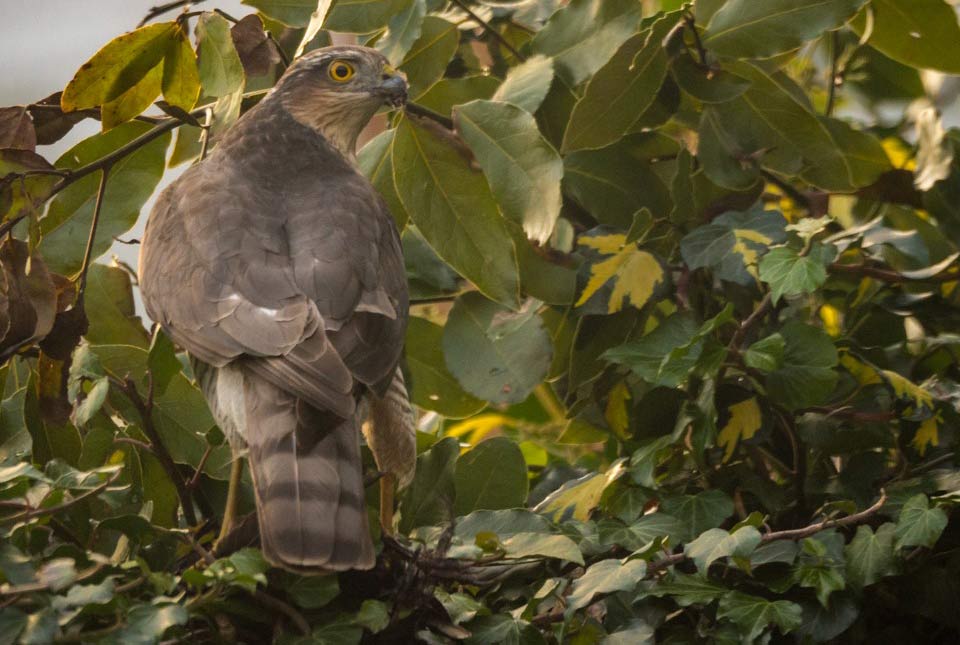 A large grey bird of prey, a sparrowhawk, sits in a green-leave tree