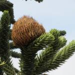 A large, brown, conical flower growing on a monkey puzzle tree.