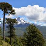 Mature monkey puzzles treeswith long, bare trunks and dense foliage at the top, and a younger, cone-shaped monkey puzzle tree in the foreground. In the distance is a conical volcano and white clouds against a blue sky.