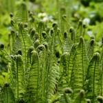 Rolled-up growing tips of green ferns