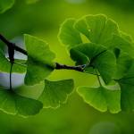 Green, fan-shaped gingko leaves growing on a thin branch