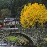 Yellow-leaved gingko trees growing next to an arched, stone bridge over a small stream.