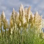 Creamy white, feathery flower spikes of pampas grass