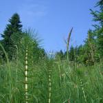Long, slender horsetail plants with feathery fronds growing against a backdrop of dark green conifer trees and blue sky