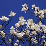 Larghe, white magnolia flowers against a deep blue sky