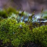 Green moss with long sprophytes (spore-bearing structures) growing out of it