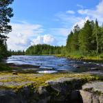 A river running through a forest of conifer trees