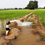 Water being punped into a paddy field of crops