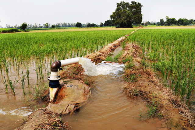 Water being punped into a paddy field of crops
