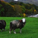 Two grey sheep grazing on lush green grass, near a lake surroundded by green and yellow, tree-covered hills