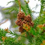 A cluster of brown pine cones growing on the brach of a conifer, surrounded by green needle-shaped leaves