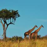 Two giraffes and a stand of trees on the horizon, with yellow grass in the foreground and blue sky in the background
