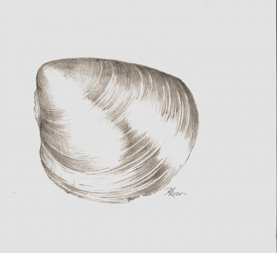 A sketch of the fossil bivalce mollusc Plagiostoma. It is a typical rounded shell shape