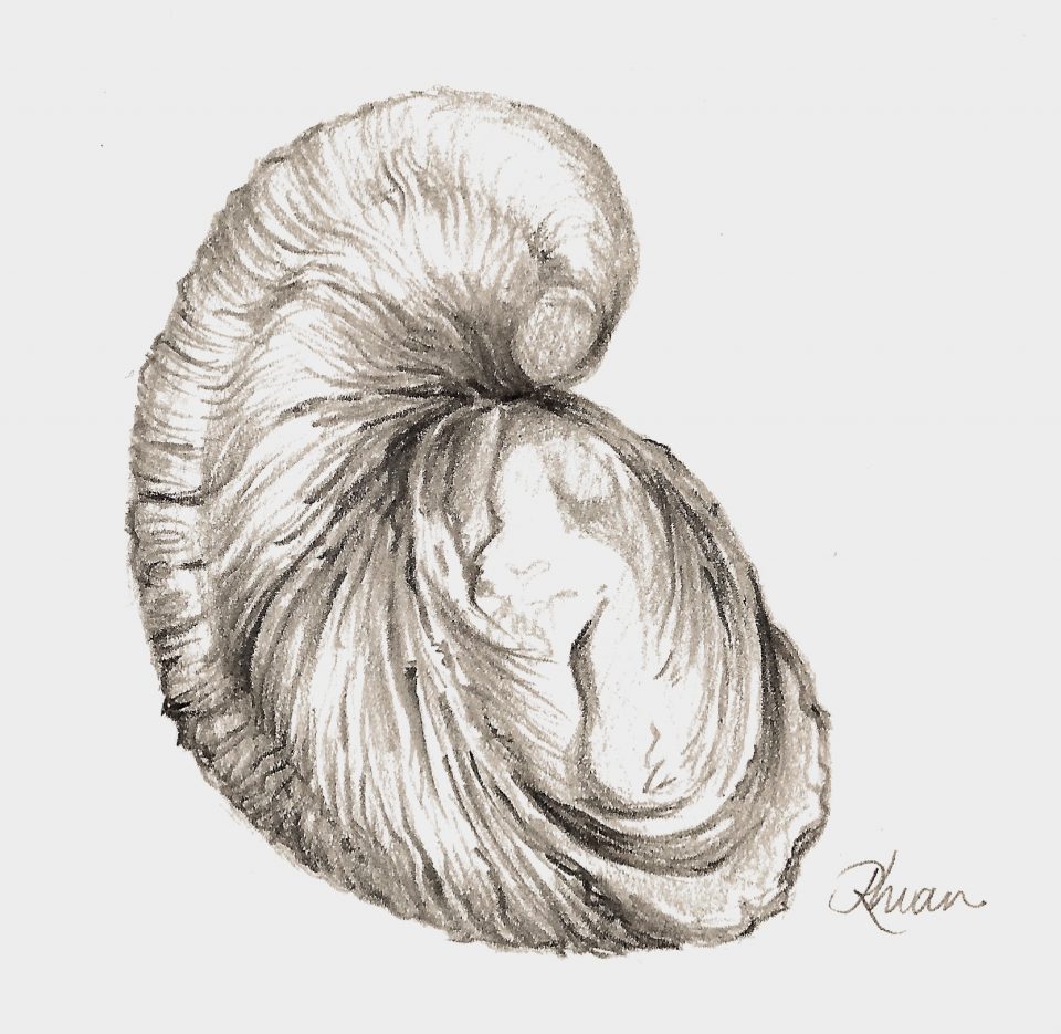 A sketch of the fossil bivalve mollusc Gryphaea, with one large, curved shell and a much smaller shell covering the space where the animal itself would have lived