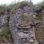 Gigantoproductus fossils in Ricklow Quarry