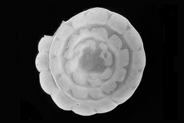 Foraminifera