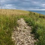 Chalk soil at Ballard Down