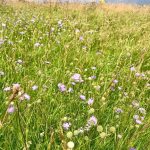 fauna on Ballard Down