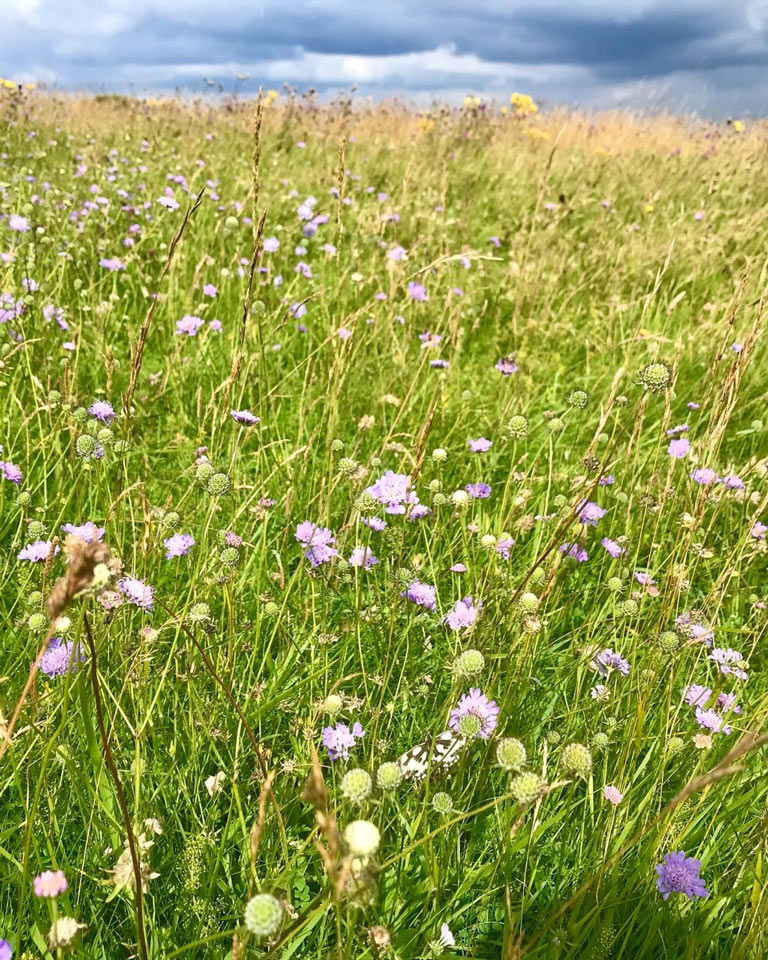 fauna on Ballard Down